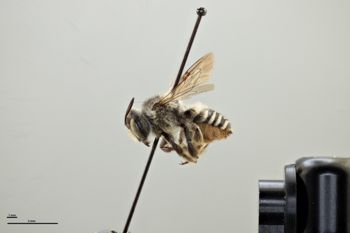 Media type: image;   Entomology 592378 Aspect: habitus lateral view